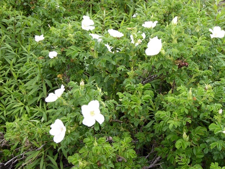 ハマナスの花（白）＠新川緑地