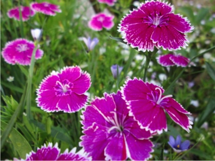 庭に花が