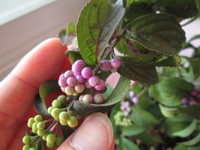 鉢植えも、秋。