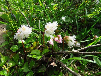 オロフレ山の花達