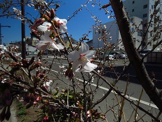 早咲き桜が咲いた
