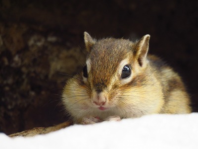 えぞやまざくら シマリス 頬袋