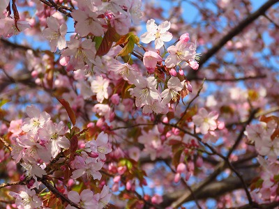 高台の桜