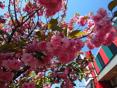 八重桜　2種