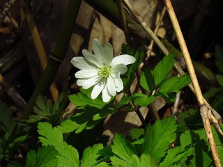 白のキクザキイチゲが咲いた