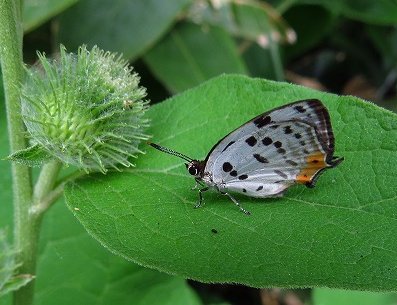オナガシジミ蝶