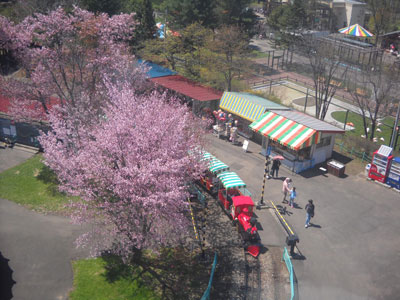 桜の季節はおびひろ動物園