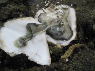 天然物「岩牡蠣」