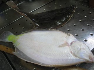 魚　マガレイ
