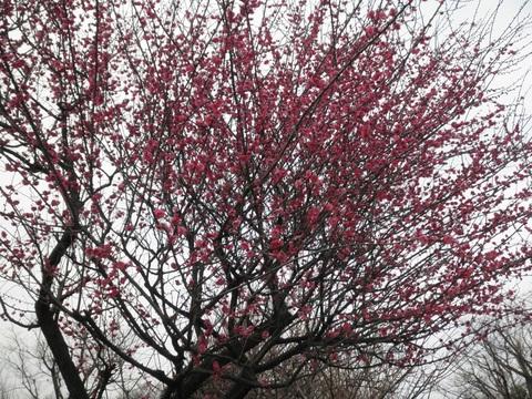 そばはうす不如帰 (幡ヶ谷)　牡蠣そば