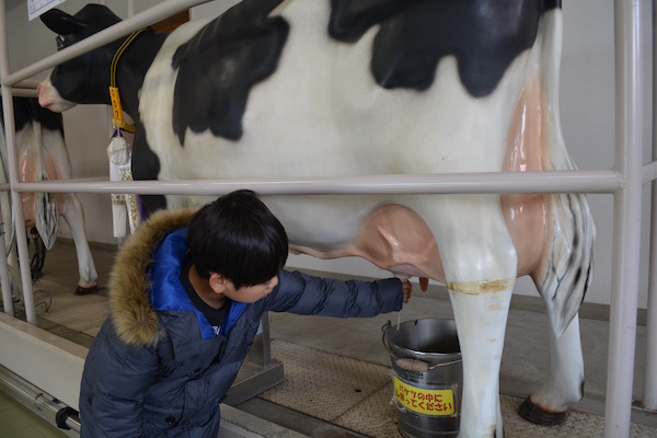 仔牛への哺乳体験に　萌える「ミルクの郷」