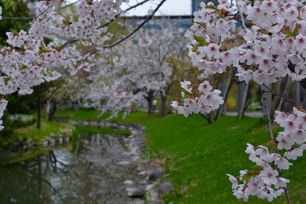 ほころぶ桜 もったいないほどの春　札幌市