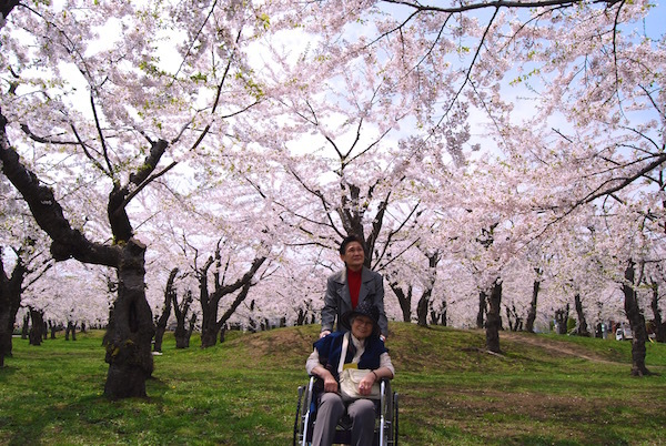 昼間から函館五稜郭の桜に乾杯！