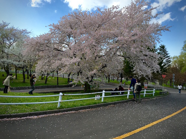 桜が満開の農試公園　新車で訪れた「息子」
