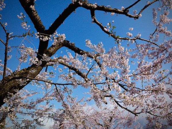 水鏡に映る 早朝の五稜郭の桜の花