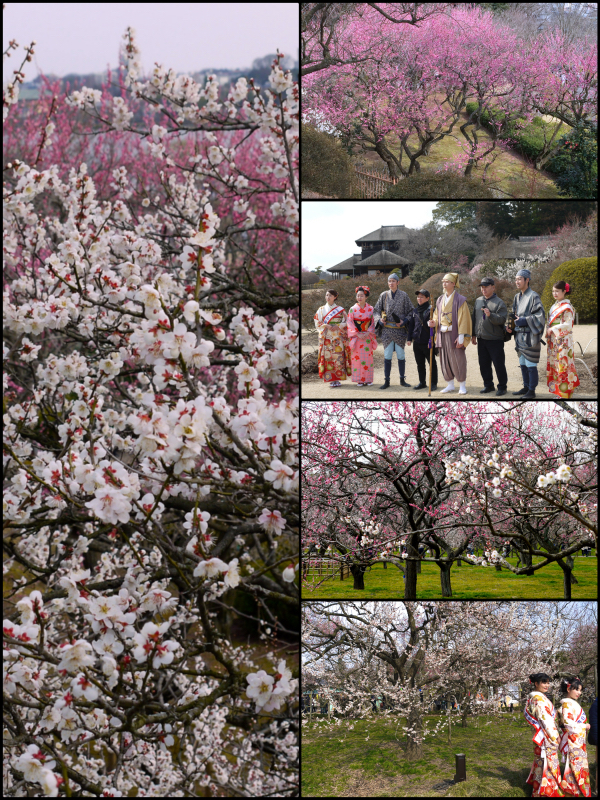 梅の花が　香る早春の関東にて