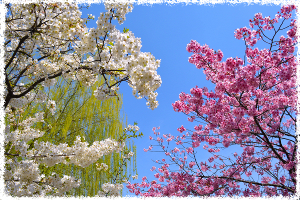 桜舞う 東京の名所めぐりと「とうちゃん」の春