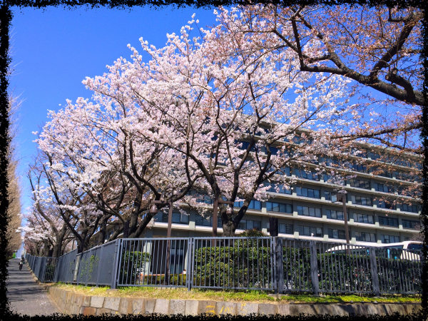 桜舞う 東京の名所めぐりと「とうちゃん」の春