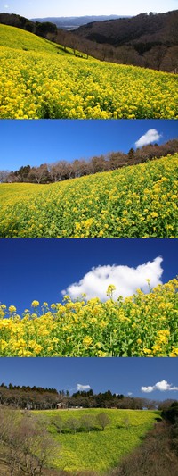 マザー牧場・菜の花と梅(3/20) 2006/04/10 06:36:42