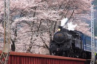 大井川鉄道「桜とSL」はもう少しで見ごろ(3/25) 2006/03/27 07:51:05