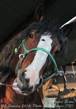 カイシンゲキ、古馬も一蹴　マルニセンプーも走った