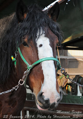 カイシンゲキ、古馬も一蹴　マルニセンプーも走った