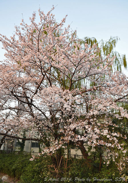 Nikon D4S 試し撮り　近所の桜
