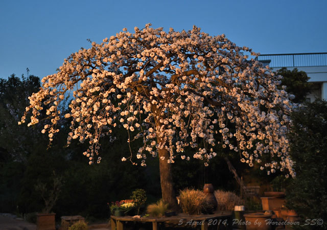 Nikon D4S 試し撮り　近所の桜