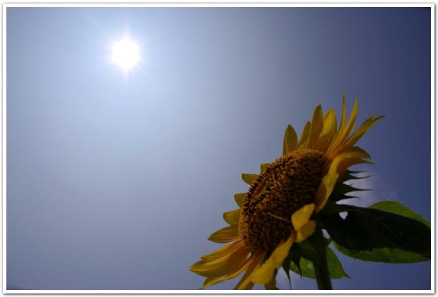 「太陽がいっぱい！」真夏の北竜町の青い空