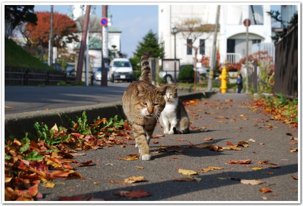 日なたで微睡む「野良猫たち」の函館元町