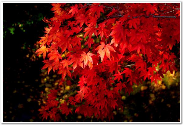 鮮やかな紅葉に彩られた、北海道初の洋式石橋