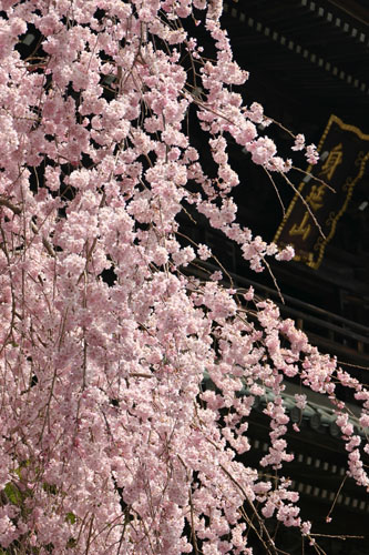 身延山久遠寺のしだれ桜(2006.4.1)