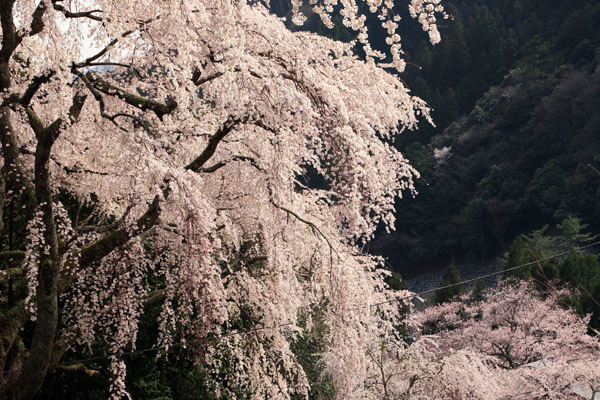 身延山久遠寺のしだれ桜(2006.4.1)