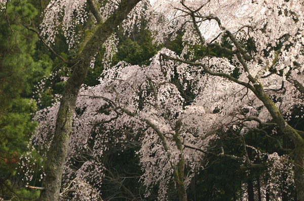 身延山久遠寺のしだれ桜(2006.4.1)