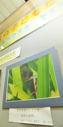 「カラカネイトトンボを守る会」が麻生駅で写真展