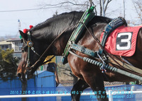 可愛い髪飾り～帯広１１Ｒポテト特別+１０ＲＡ１決勝