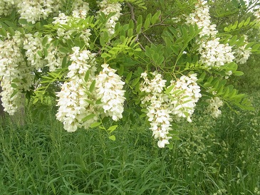 ニセアカシアが咲き誇る札幌：木の下を通と甘い香りが