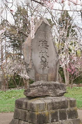 満開の北海道神宮 満開の北海道神宮