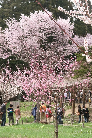 満開の北海道神宮 満開の北海道神宮