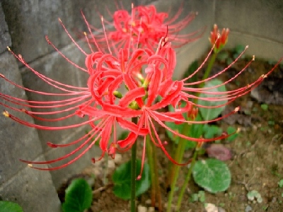 Jijiiの散歩みち 赤い花