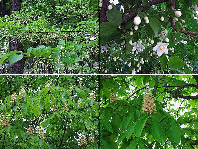 新緑の季節を思わせる木々と散歩道の花々＾＾♪