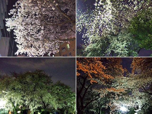 桜台、徳殿、中野新井と連日の夜桜見物＾＾♪