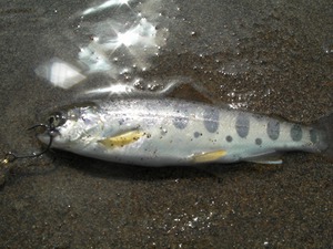 久し振りの釣り 久し振りの釣り
