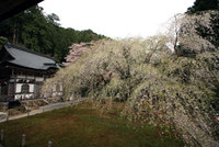 常照皇寺の桜