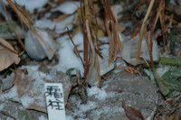 シモバシラの氷の花_２
