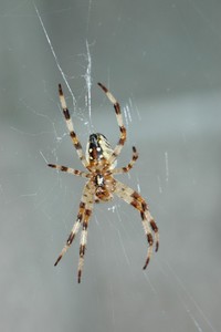 お隣の蜘蛛