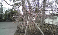 大雄寺さんの桜が咲いた２０１０