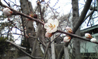 大雄寺さんの桜が咲いた２０１０