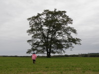豊頃のハルニレの木