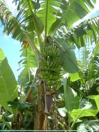 バナナの木です